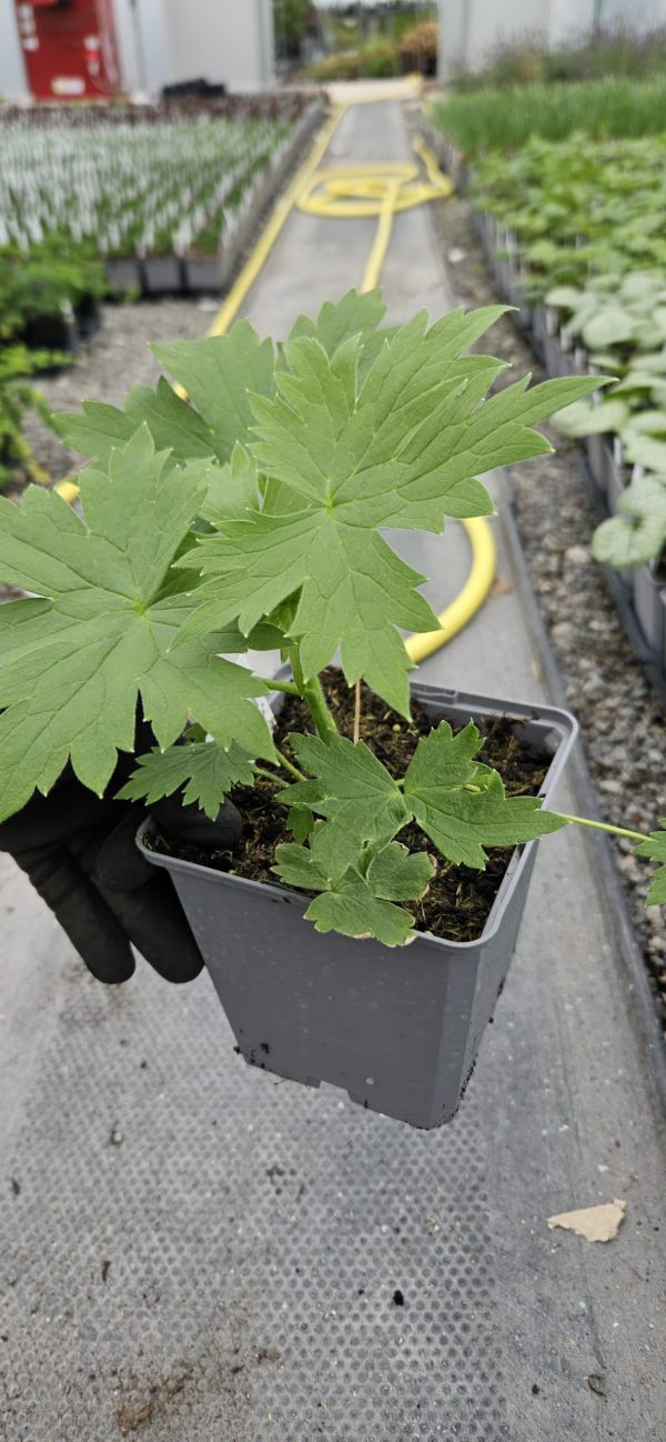 Delphinium 'Moon Light' (Highlander Series) 2 Delphinium 'Moon Light'