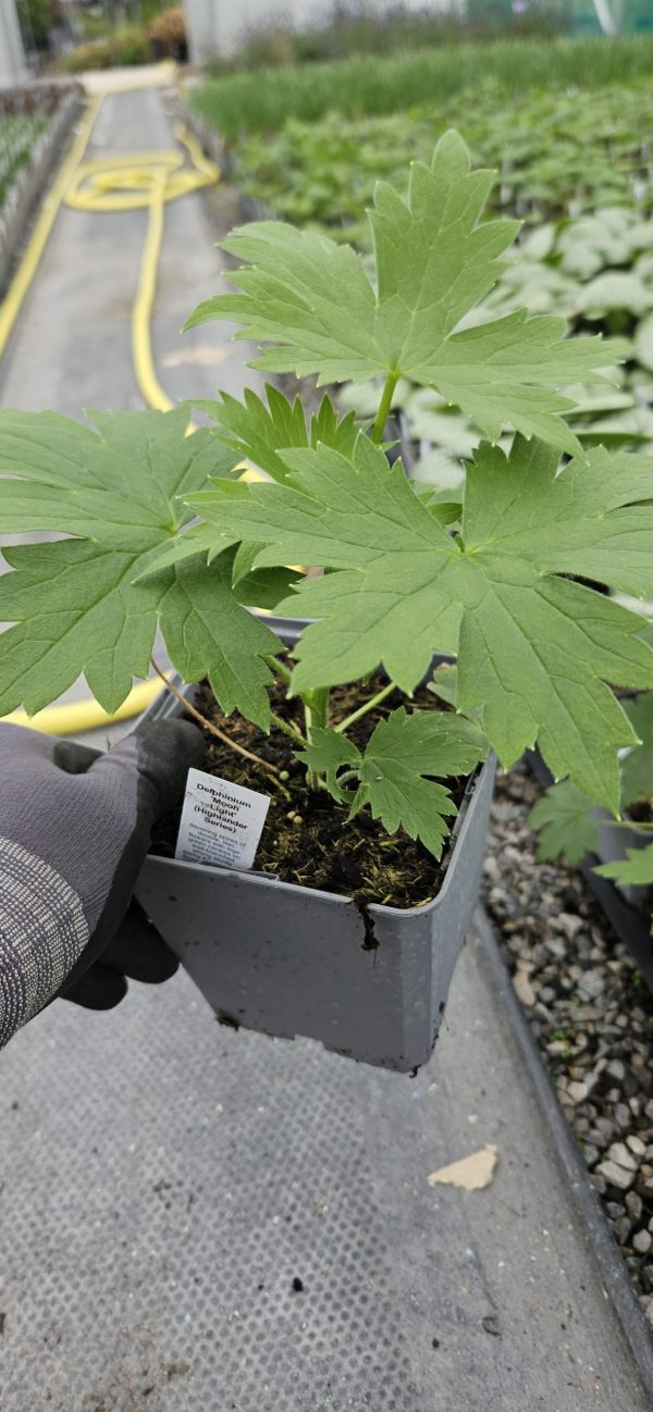 Delphinium 'Moon Light' (Highlander Series) 3 Delphinium 'Moon Light'