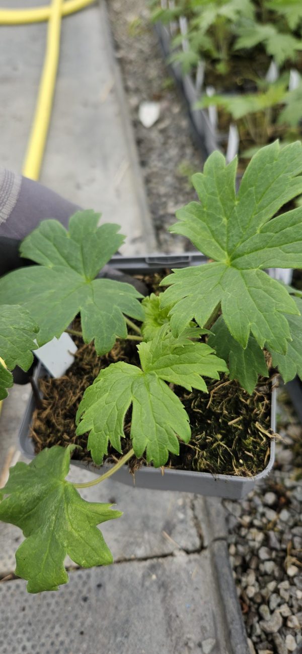 Delphinium 'Mystery Sensation'