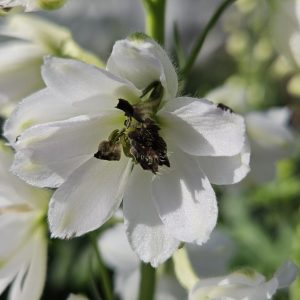 Delphinium (Pacific Giant Series) 'Percival'