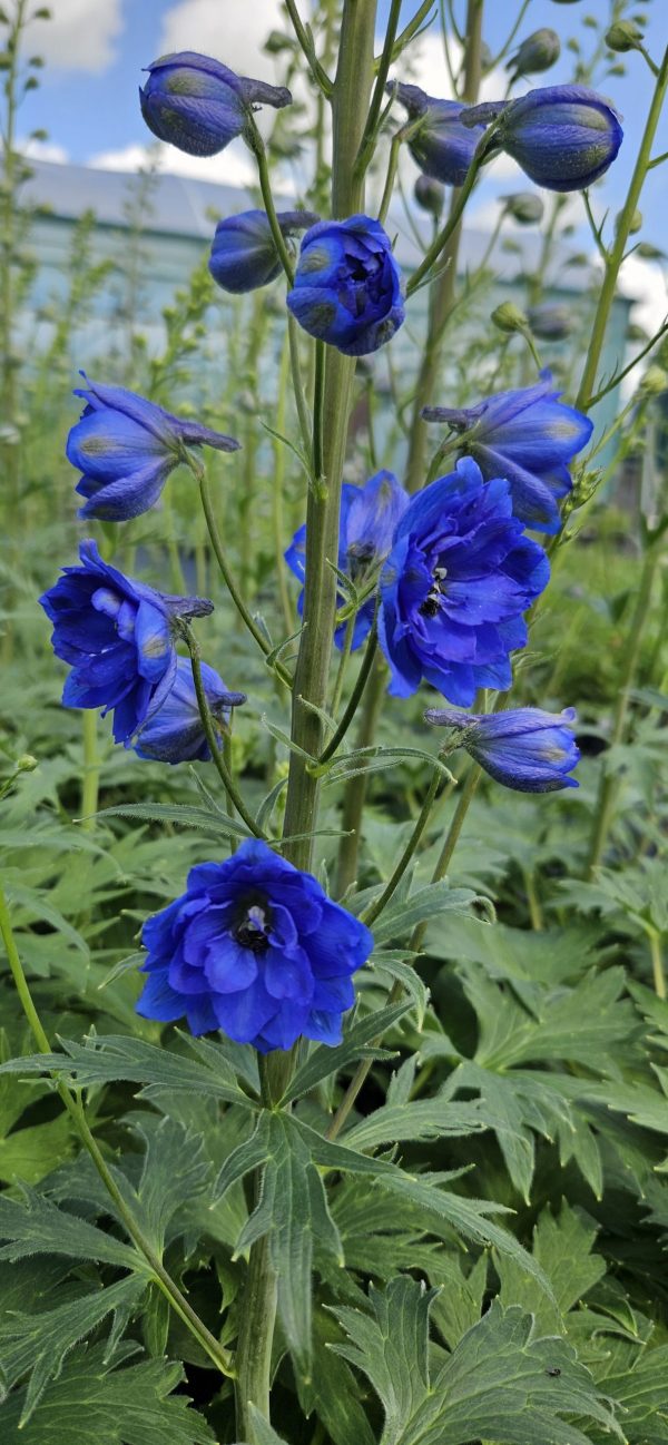 Delphinium 'Paramo Azul' Delphinium 'Paramo Azul'