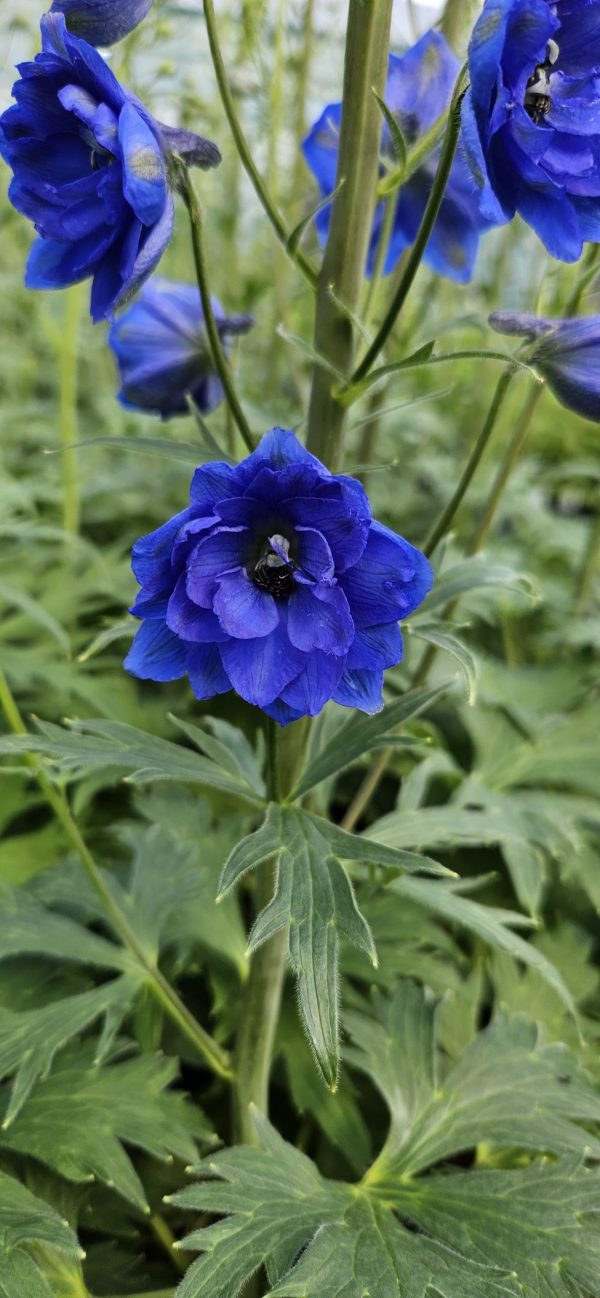 Delphinium 'Paramo Azul'2 Delphinium 'Paramo Azul'