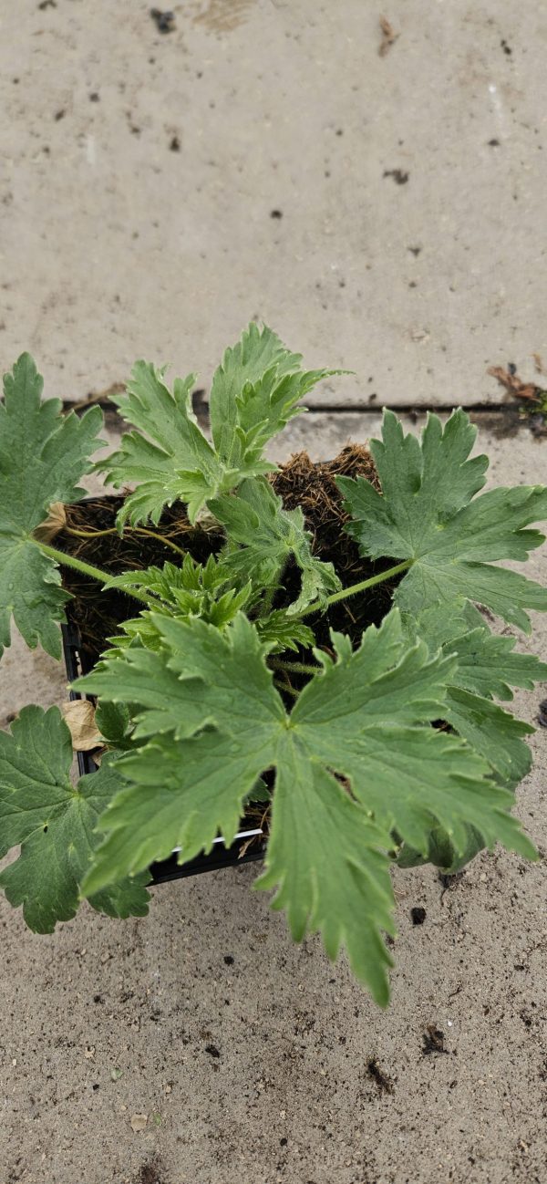 Delphinium 'Paramo Blanco' Delphinium 'Paramo Blanco'