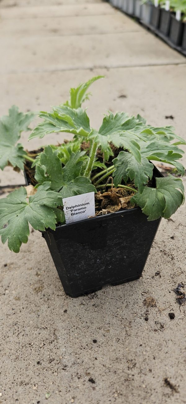 Delphinium 'Paramo Blanco' 2 Delphinium 'Paramo Blanco'