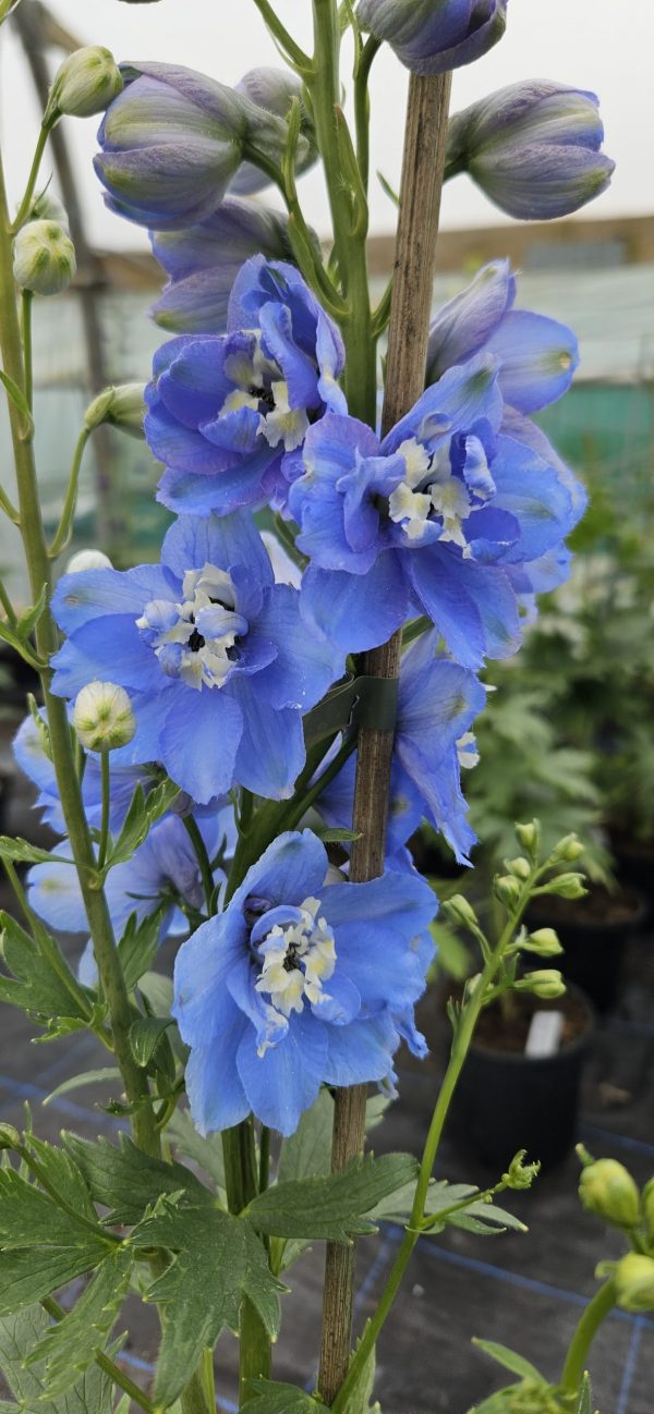 Delphinium 'Summer Skies' Delphinium 'Summer Skies'