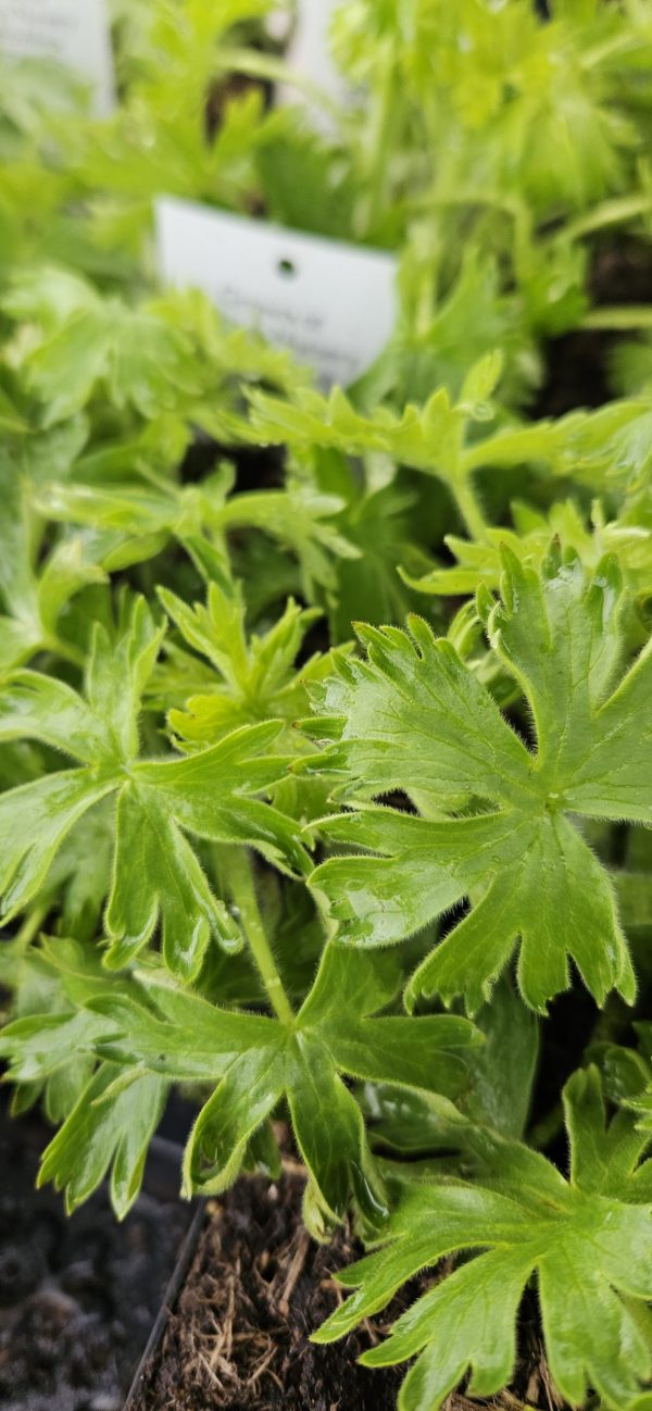 Delphinium elatum 'Celebration' Delphinium elatum 'Celebration'