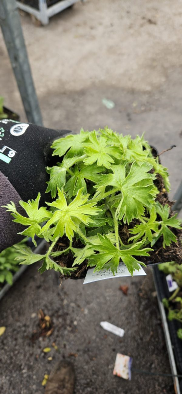 Delphinium elatum 'Celebration'2 Delphinium elatum 'Celebration'
