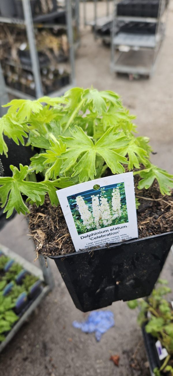 Delphinium elatum 'Celebration'3 Delphinium elatum 'Celebration'