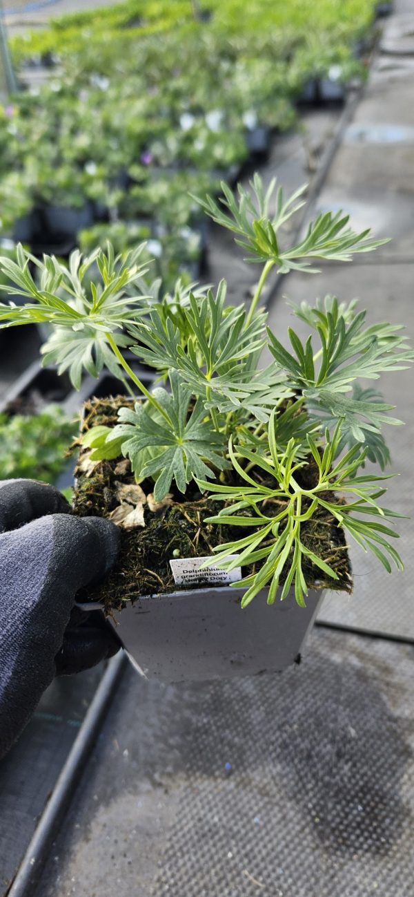Delphinium grandiflorum 'Hunky Dory White' Delphinium grandiflorum 'Hunky Dory White'