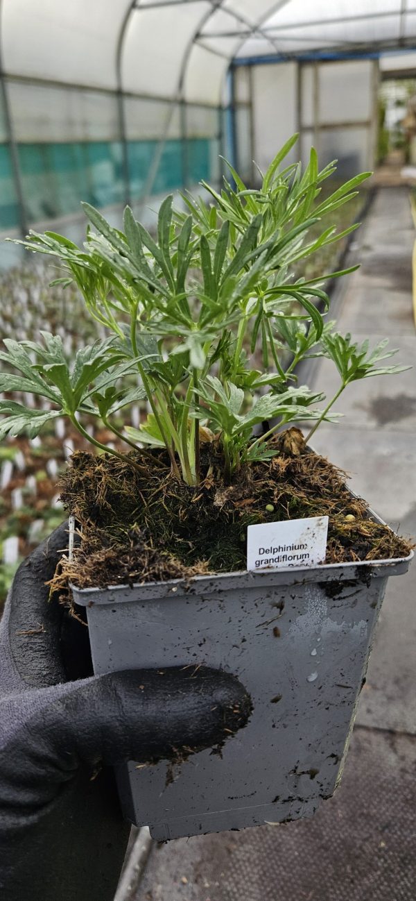 Delphinium grandiflorum 'Summer Morning'