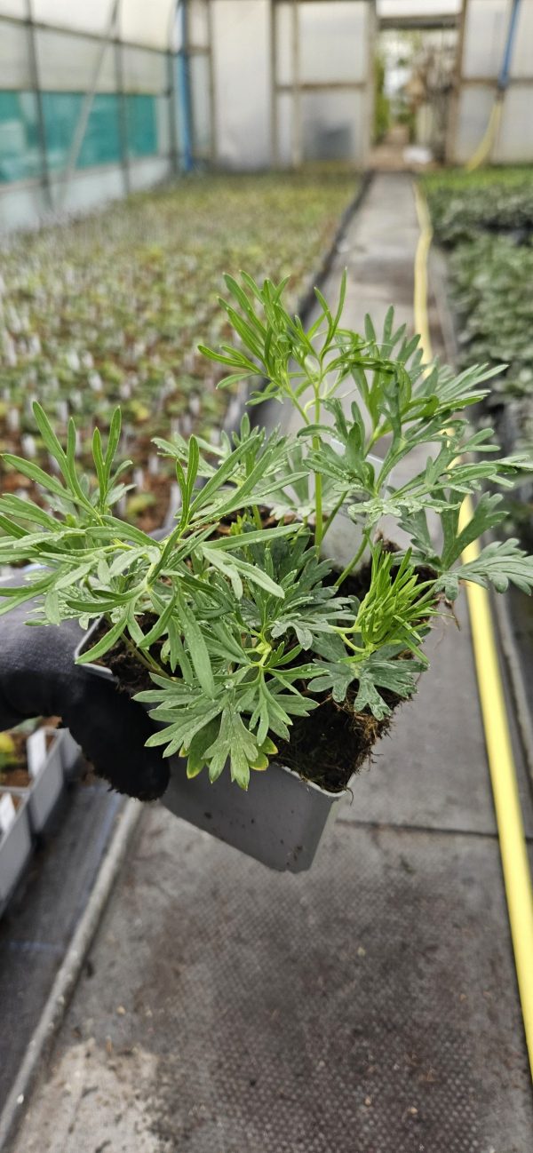 Delphinium grandiflorum 'Summer Morning'