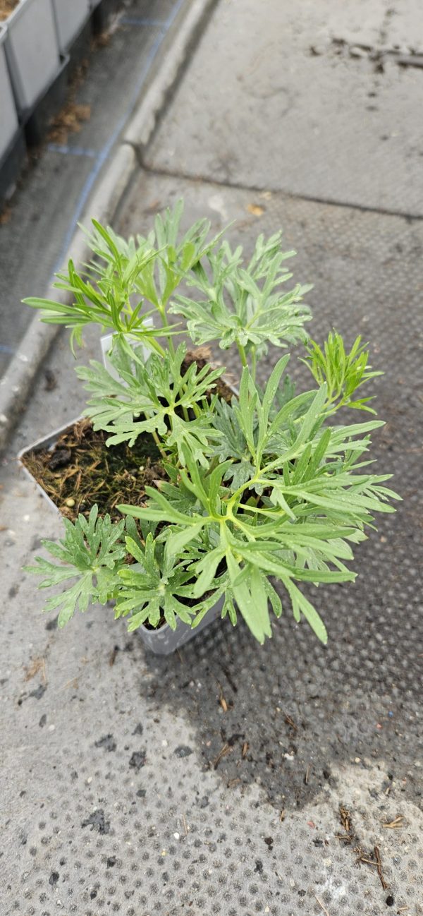 Delphinium grandiflorum 'Summer Morning'