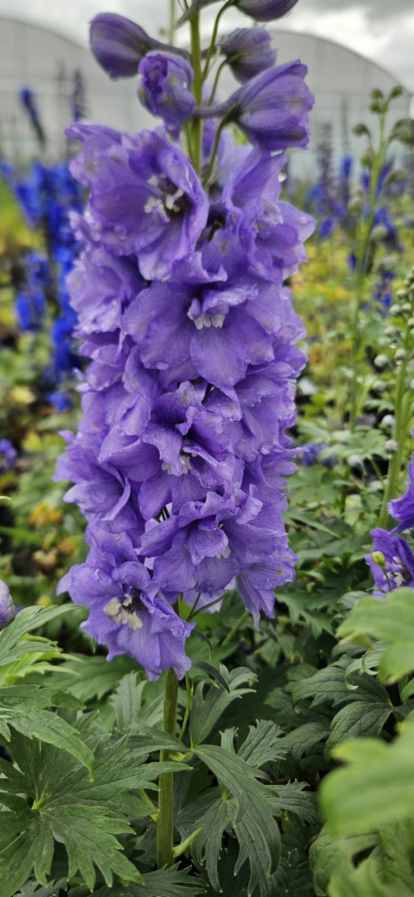 Delphinium guinevere Delphinium 'Guinevere'