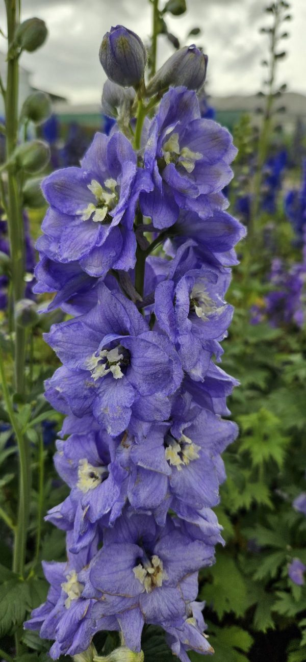 Delphinium guinevere2 Delphinium 'Guinevere'