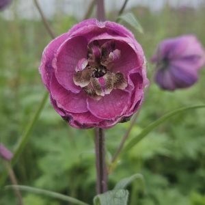 Delphinium ‘Pink Punch'