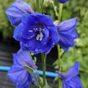Delphinium ‘Cobalt Dreams’