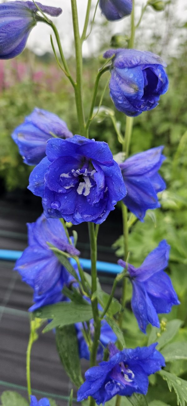 Delphinium ‘Cobalt Dreams’