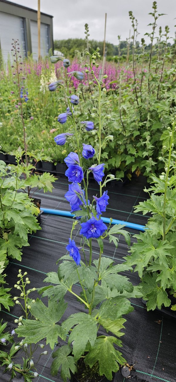 Delphinium ‘Cobalt Dreams’
