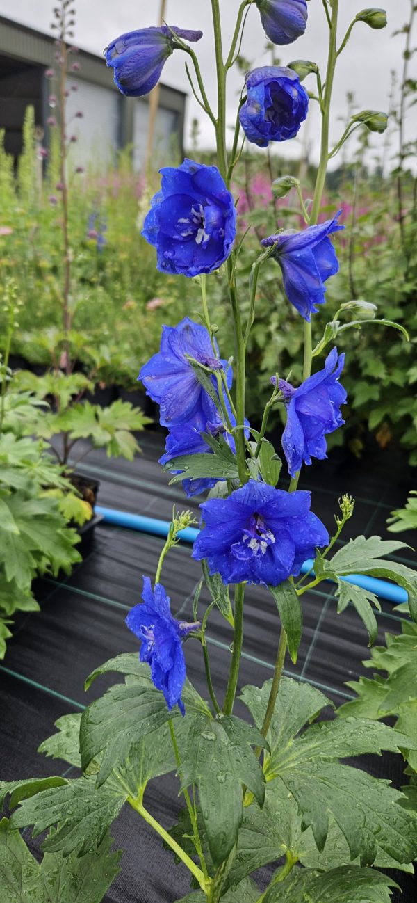 Delphinium ‘Cobalt Dreams’