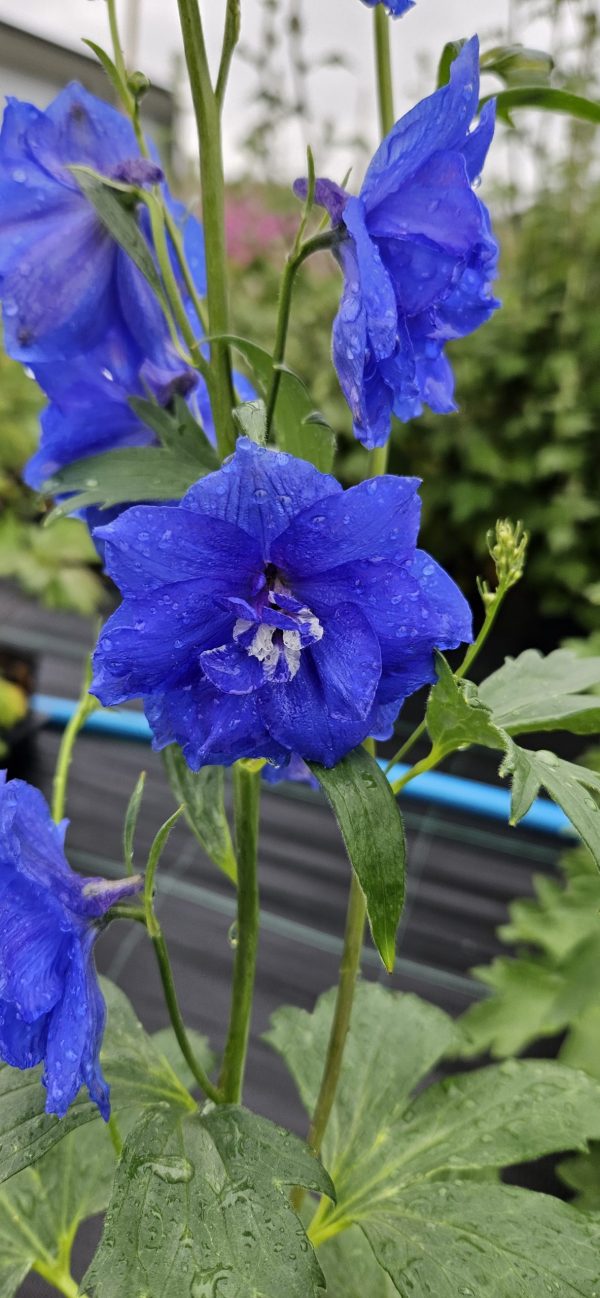 Delphinium ‘Cobalt Dreams’