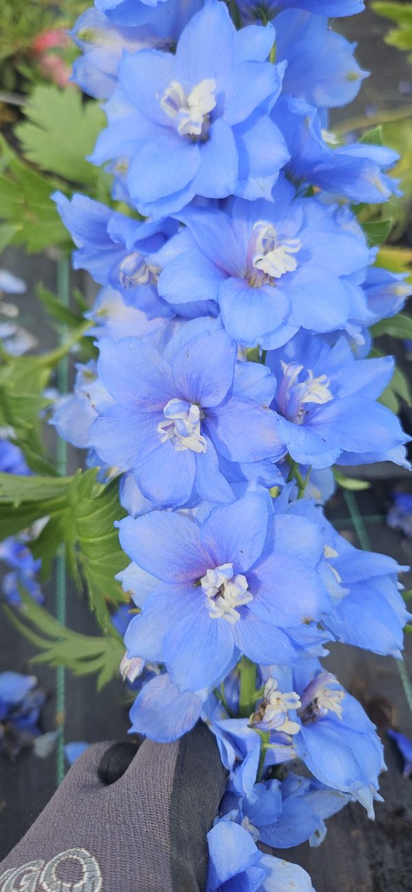 Delphinium ‘Royal Aspirations’