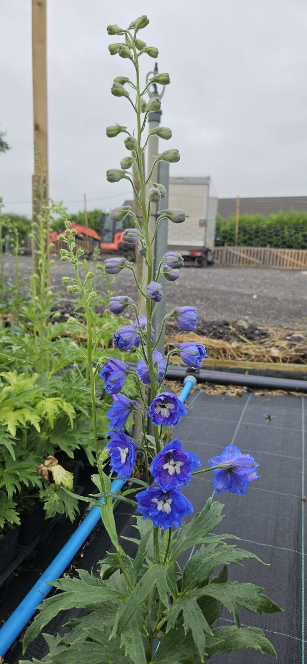 Delphinium ‘Royal Aspirations’