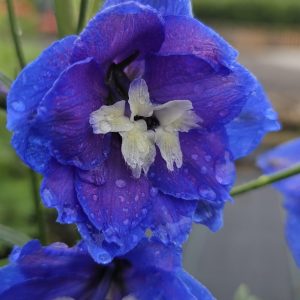 Delphinium ‘Royal Aspirations’