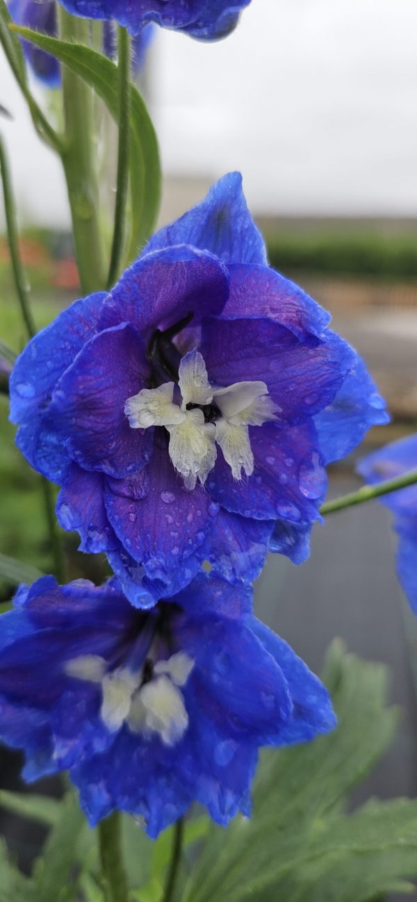Delphinium ‘Royal Aspirations’