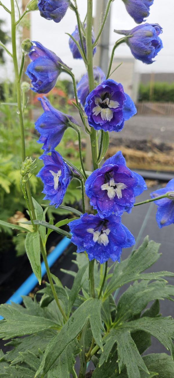 Delphinium ‘Royal Aspirations’