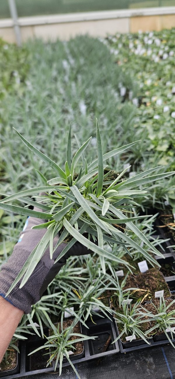 Dianthus 'Bridal Star' 2 Dianthus 'Bridal Star'
