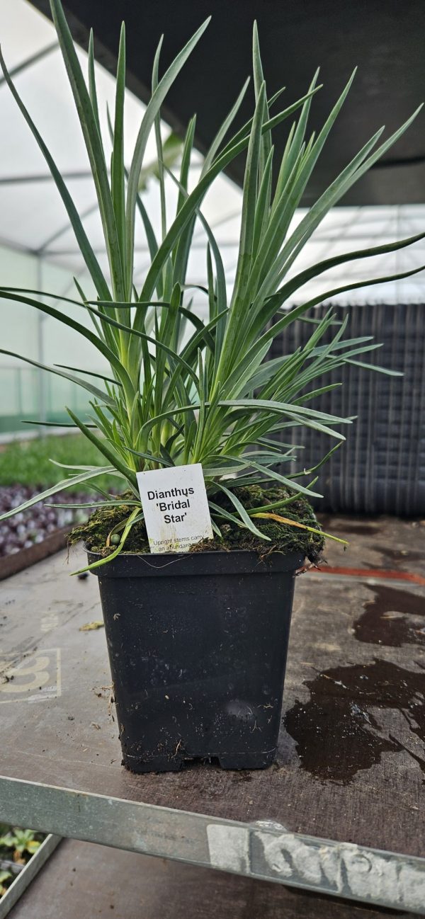 Dianthus 'Bridal Star' Dianthus 'Bridal Star'