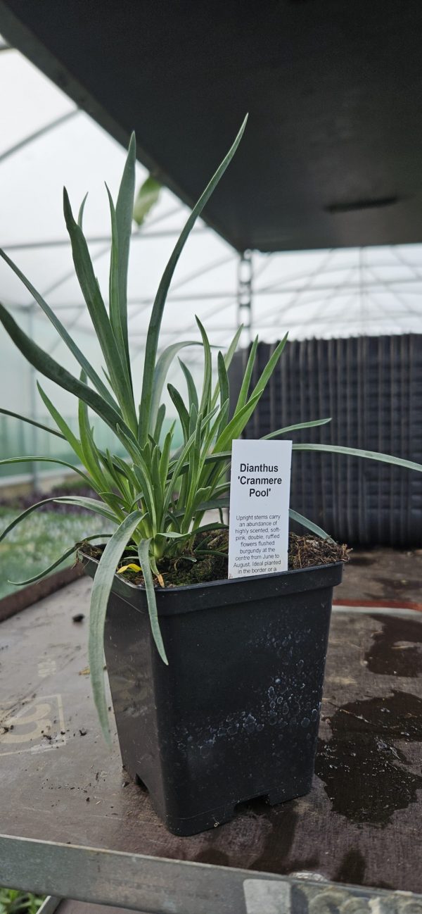 Dianthus 'Cranmere Pool'