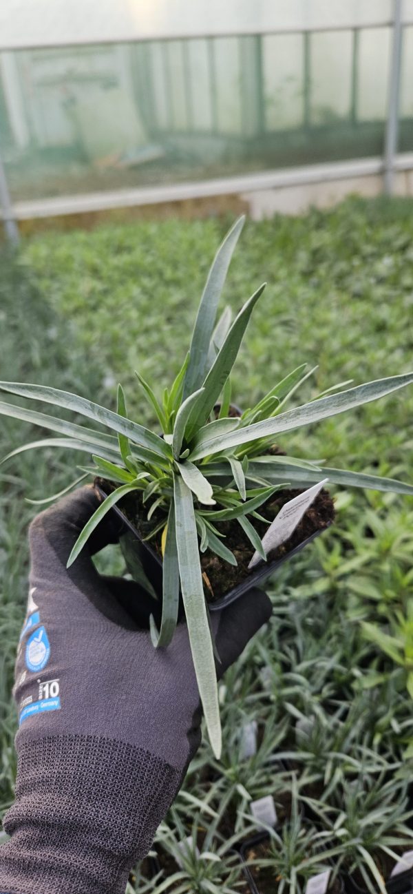 Dianthus 'Cranmere Pool'