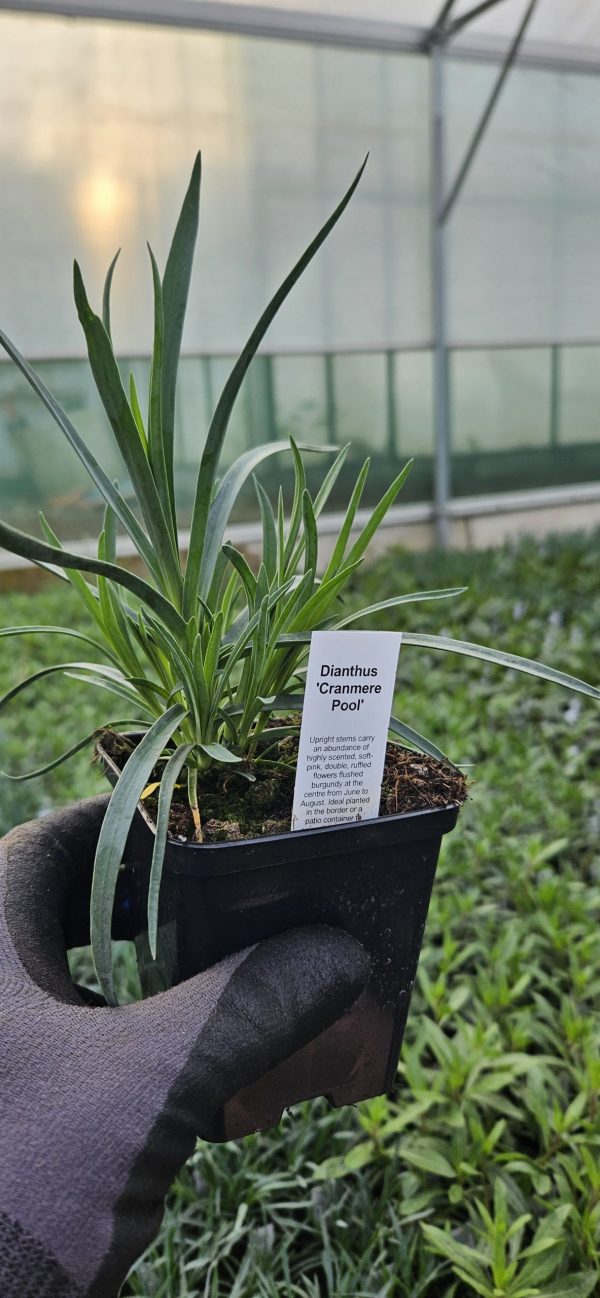 Dianthus 'Cranmere Pool'
