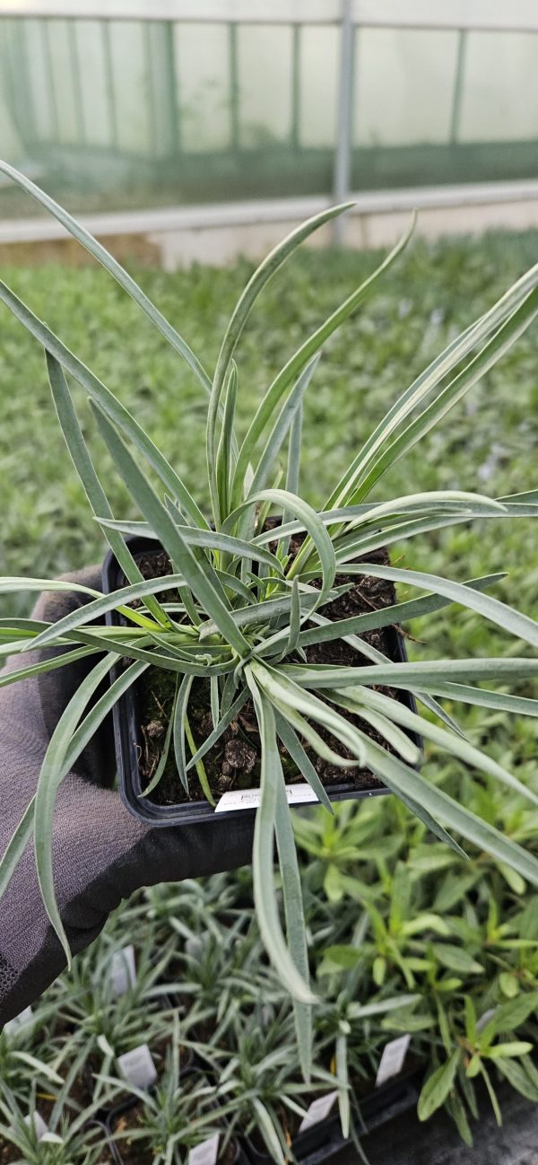 Dianthus 'Devon Wizard' 2 Dianthus 'Devon Wizard'