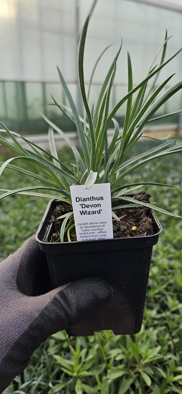Dianthus 'Devon Wizard' 3 Dianthus 'Devon Wizard'