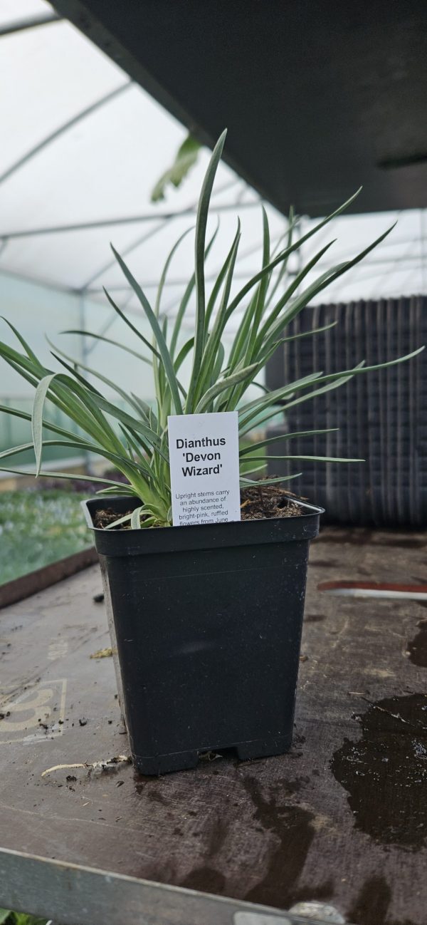 Dianthus 'Devon Wizard' Dianthus 'Devon Wizard'
