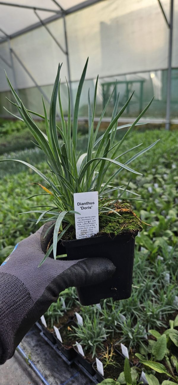 Dianthus 'Doris'