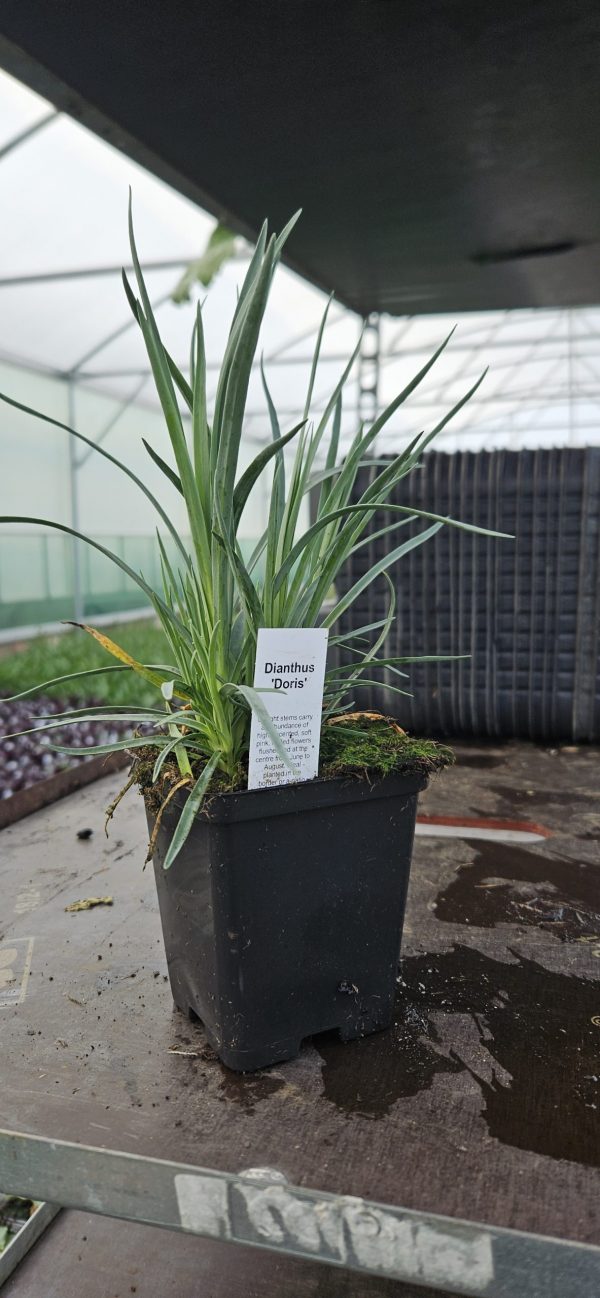 Dianthus 'Doris'