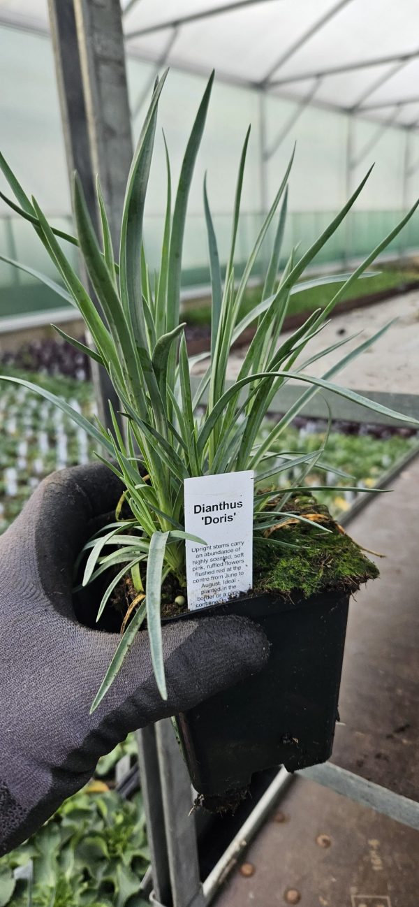 Dianthus 'Doris'
