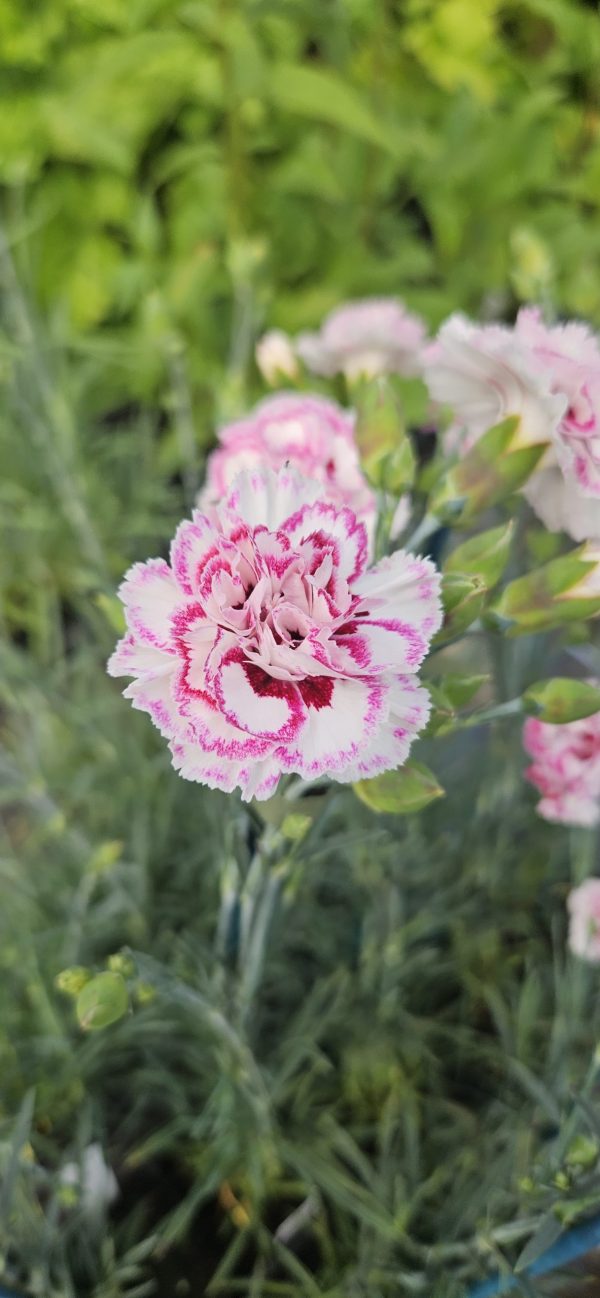 Dianthus 'Gran's Favourite'