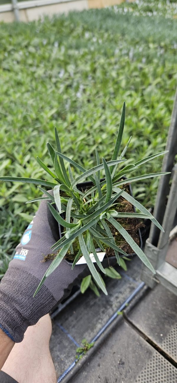 Dianthus 'Gran's Favourite'