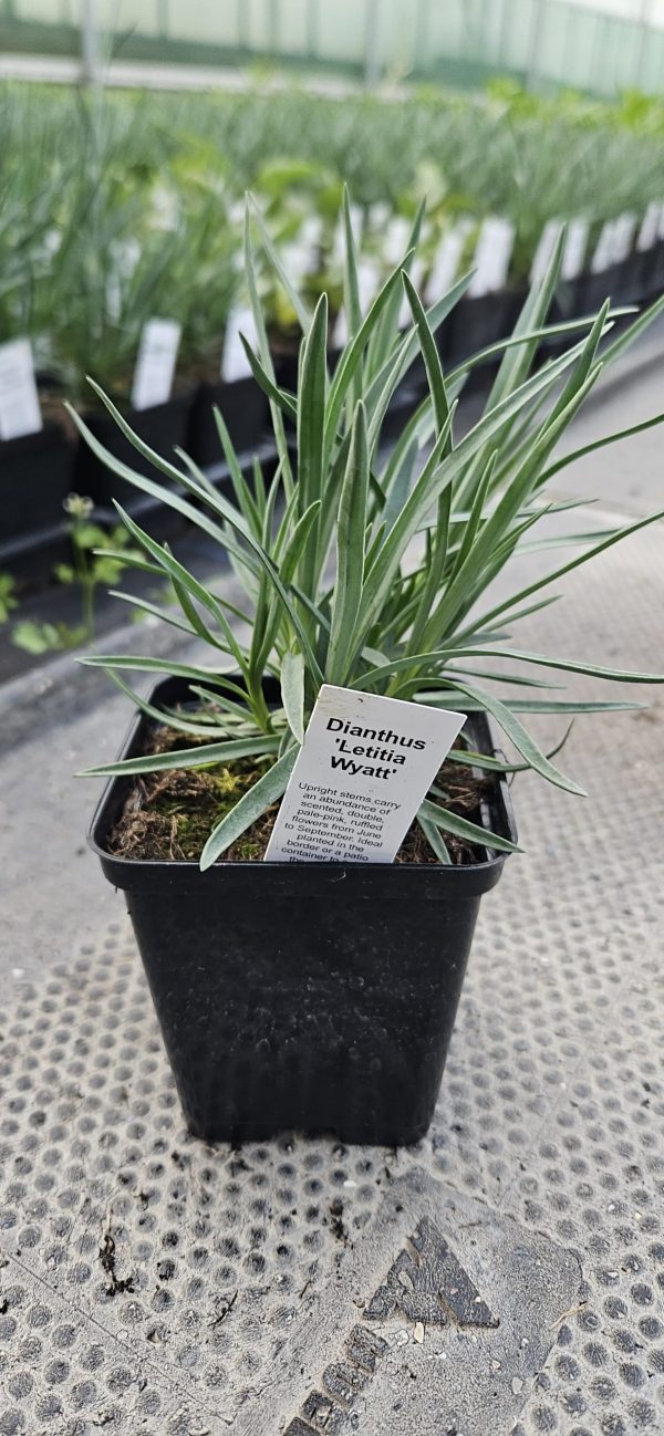 Dianthus 'Letitia Wyatt'