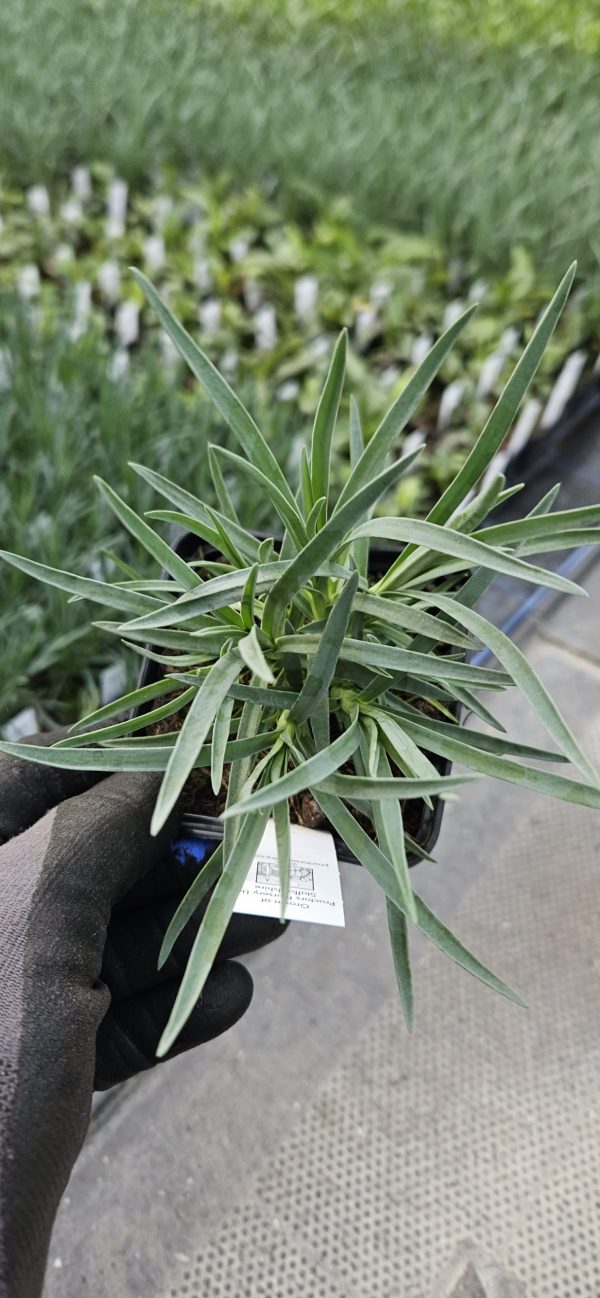 Dianthus 'Letitia Wyatt'