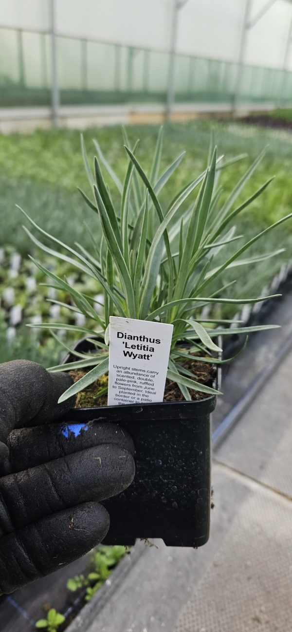 Dianthus 'Letitia Wyatt'