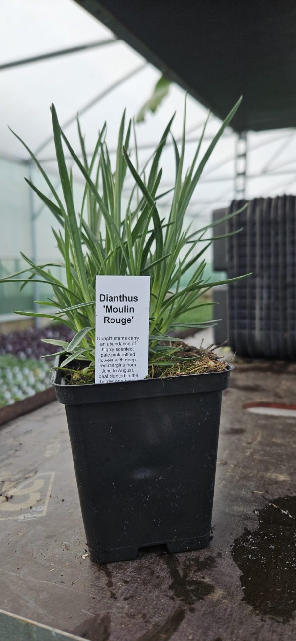 Dianthus 'Moulin Rouge'