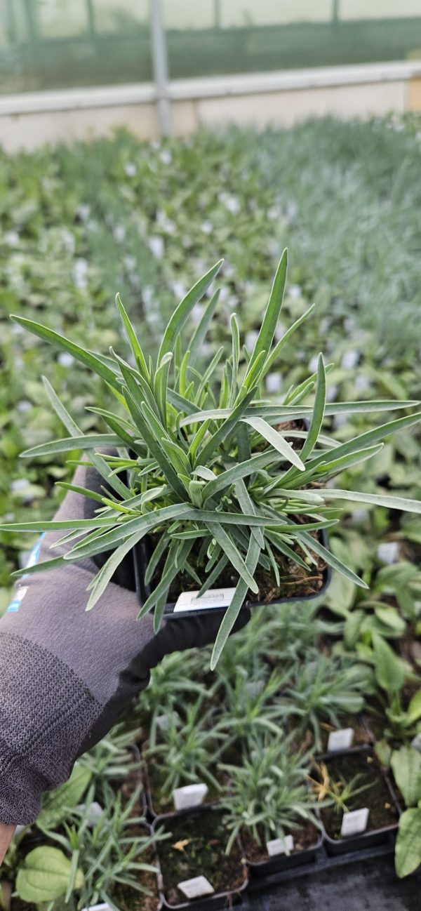 Dianthus 'Moulin Rouge'