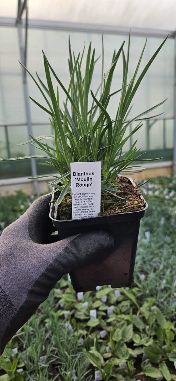 Dianthus 'Moulin Rouge'