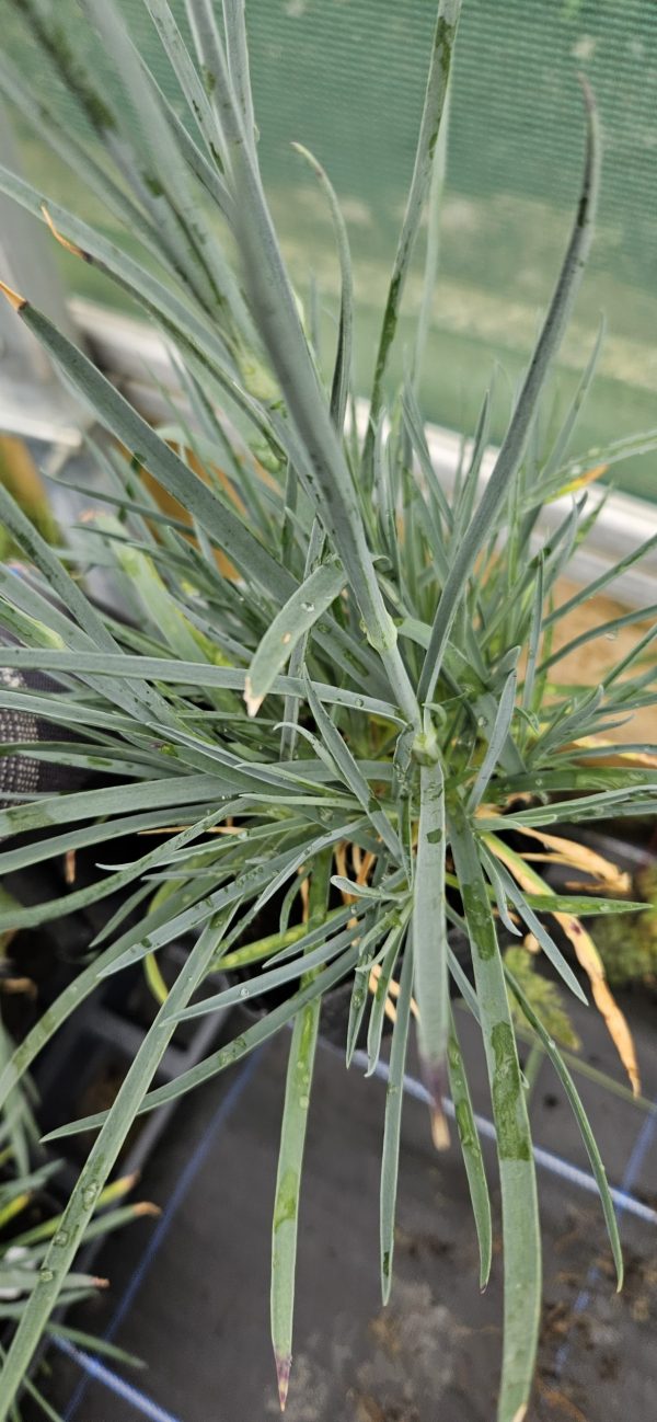 Dianthus 'Mountain Frost Red Garnet' Dianthus 'Mountain Frost Red Garnet'