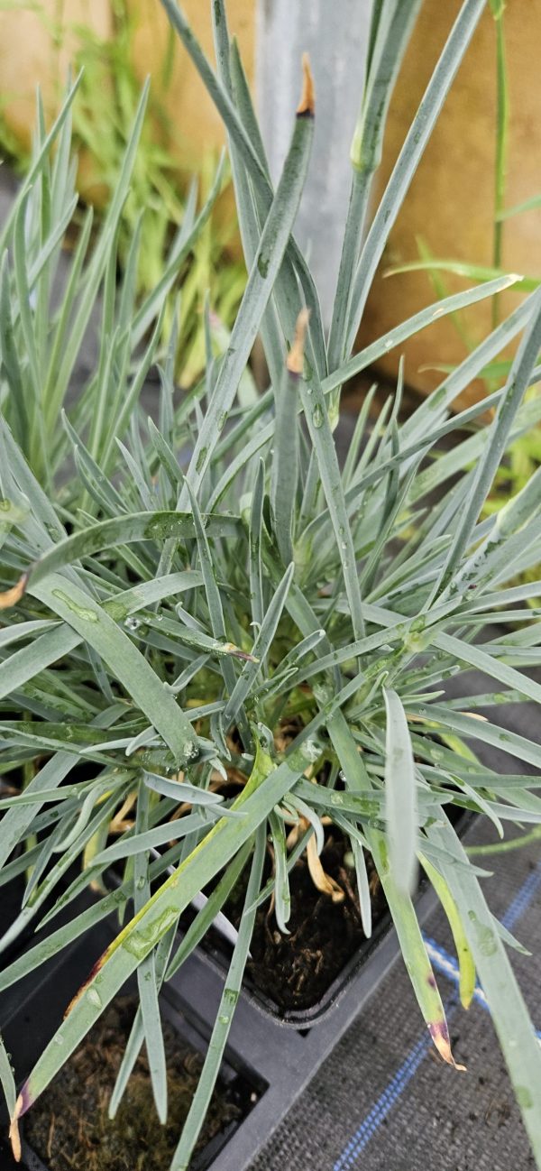 Dianthus 'Mountain Frost Red Garnet'2 Dianthus 'Mountain Frost Red Garnet'